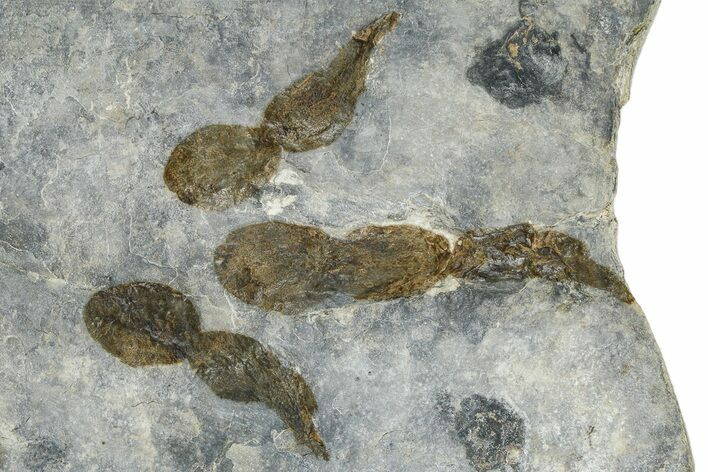Dinosaur (Grallator) Track - Negative Impression #366829